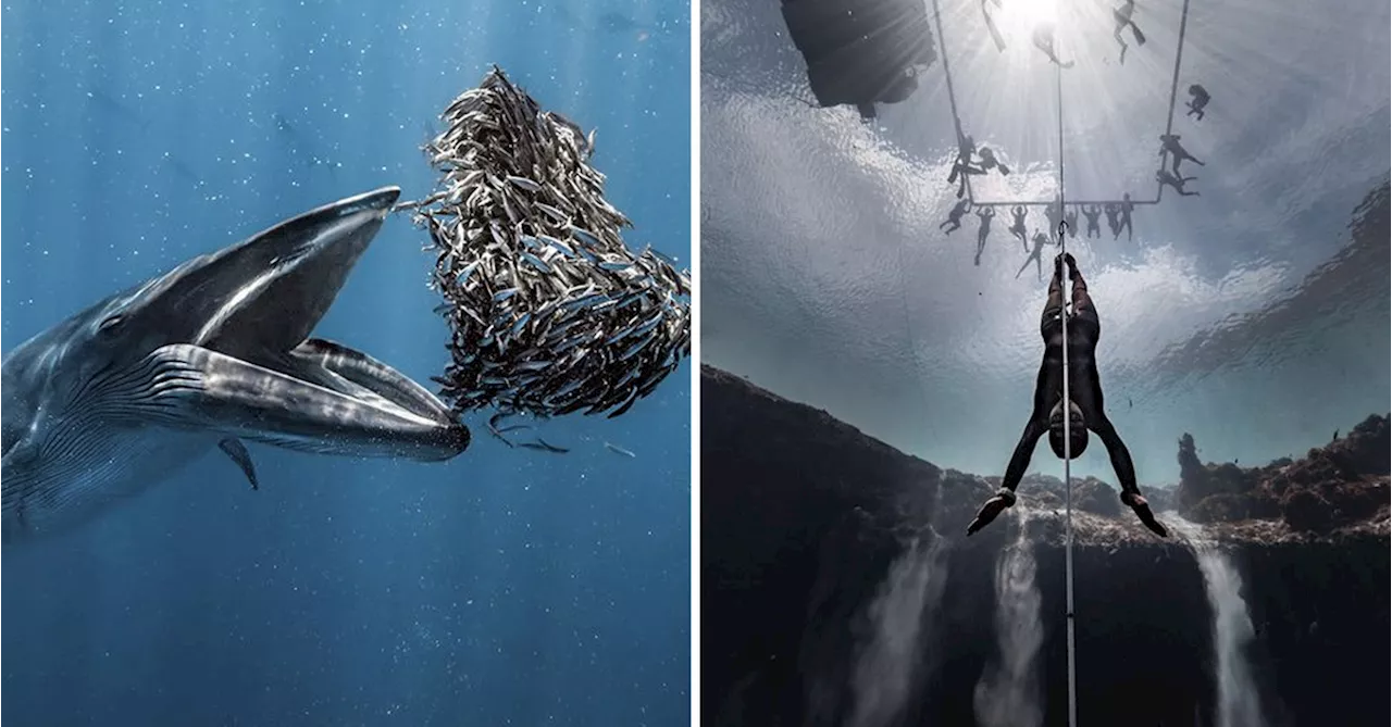 Ocean Photographer Of The Year Crowned For Captivating Underwater Images