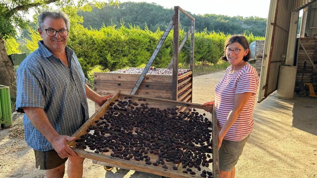 Lot : cette exploitation de Montcuq fait du pruneau d'Agen à l'ancienne depuis trois générations