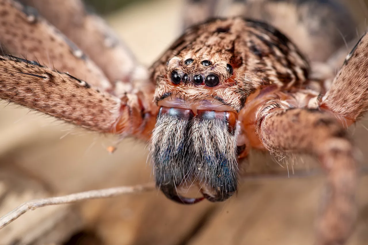 Spiders Turn Fireflies Into Luring Bait