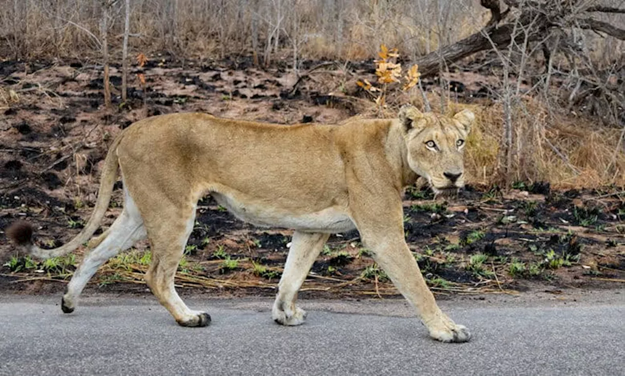 Escaped Kruger National Park lions: 7 return to park, 2 cubs die due to stress