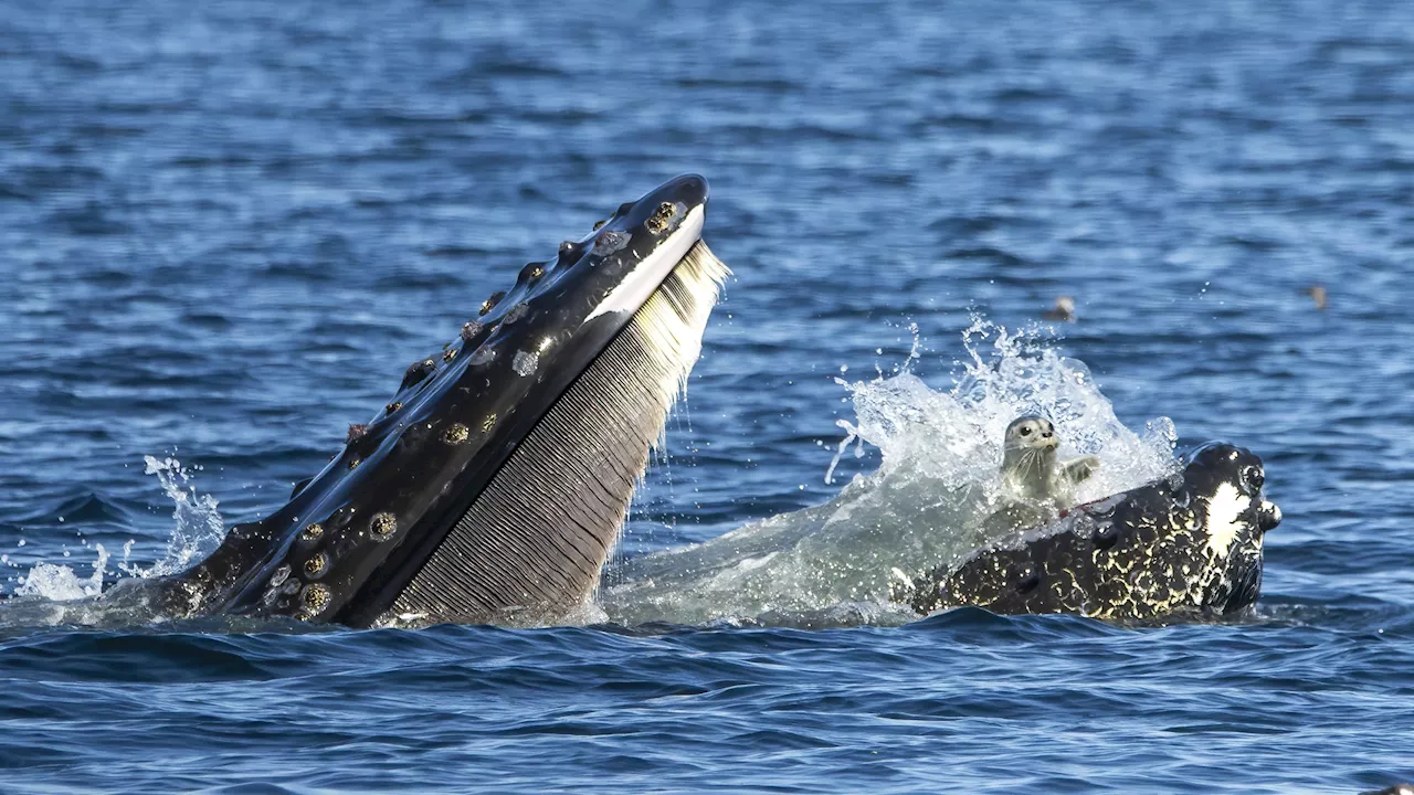 ‘Probably a little traumatized’: Photo shows seal in humpback’s mouth off Vancouver Island