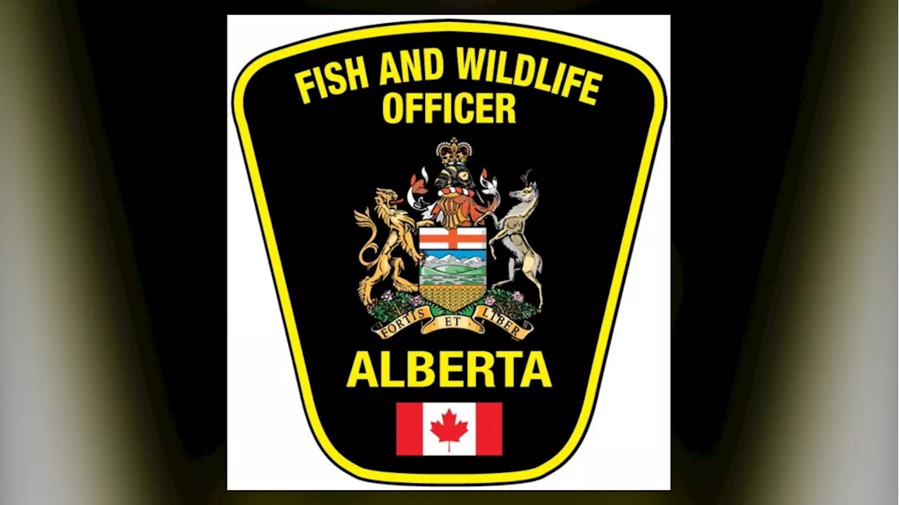 Calgary Hiker Hospitalized Following Friday Morning Bear Attack in Crowsnest Area