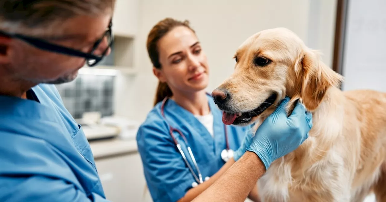 Proposition 129 could change delivery of veterinary care in Colorado