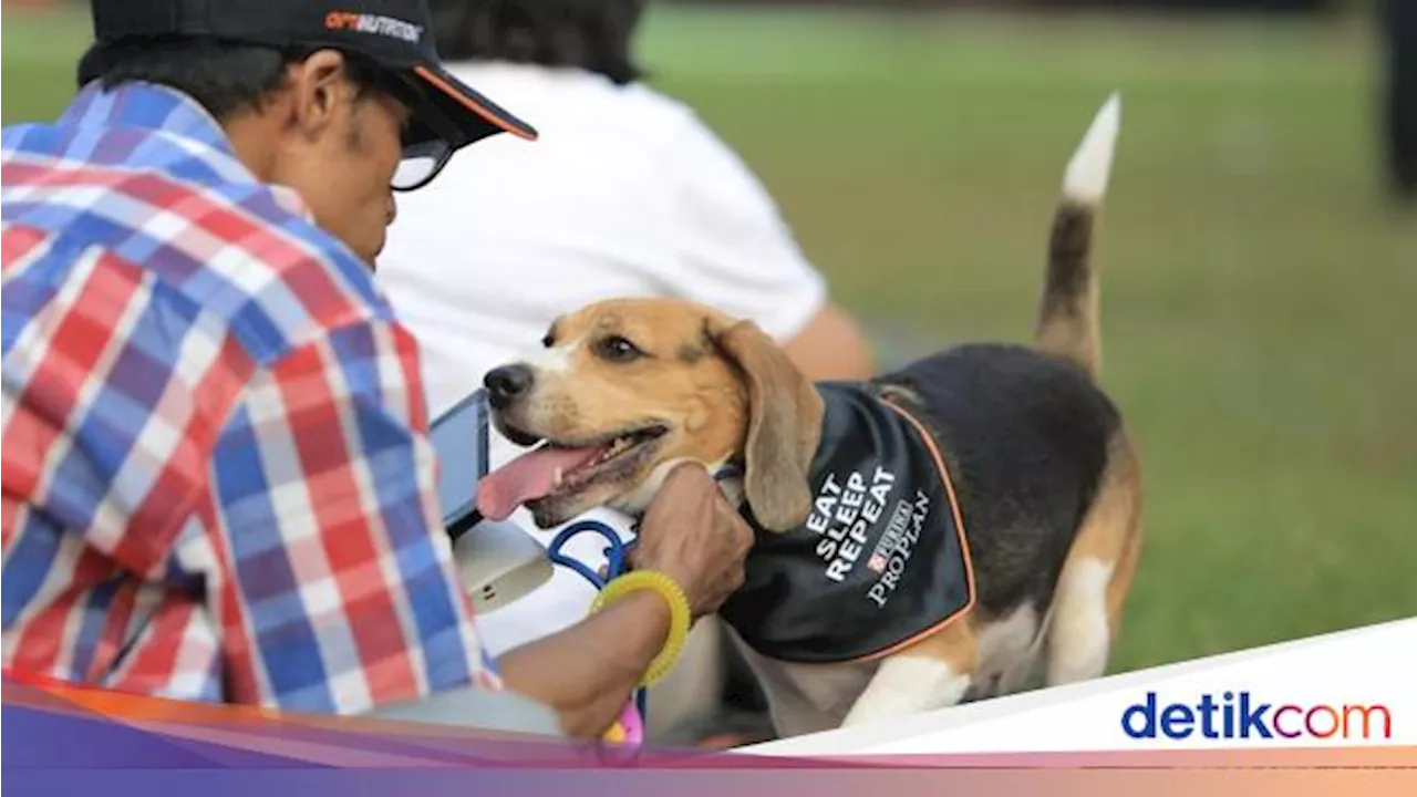 Anjing Ternyata Bisa Mengingat Nama Mainan hingga 2 Tahun Lamanya, Kok Bisa?