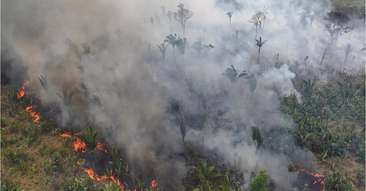 Brände in Brasilien vernichten laut WWF bisher unberührten Regenwald