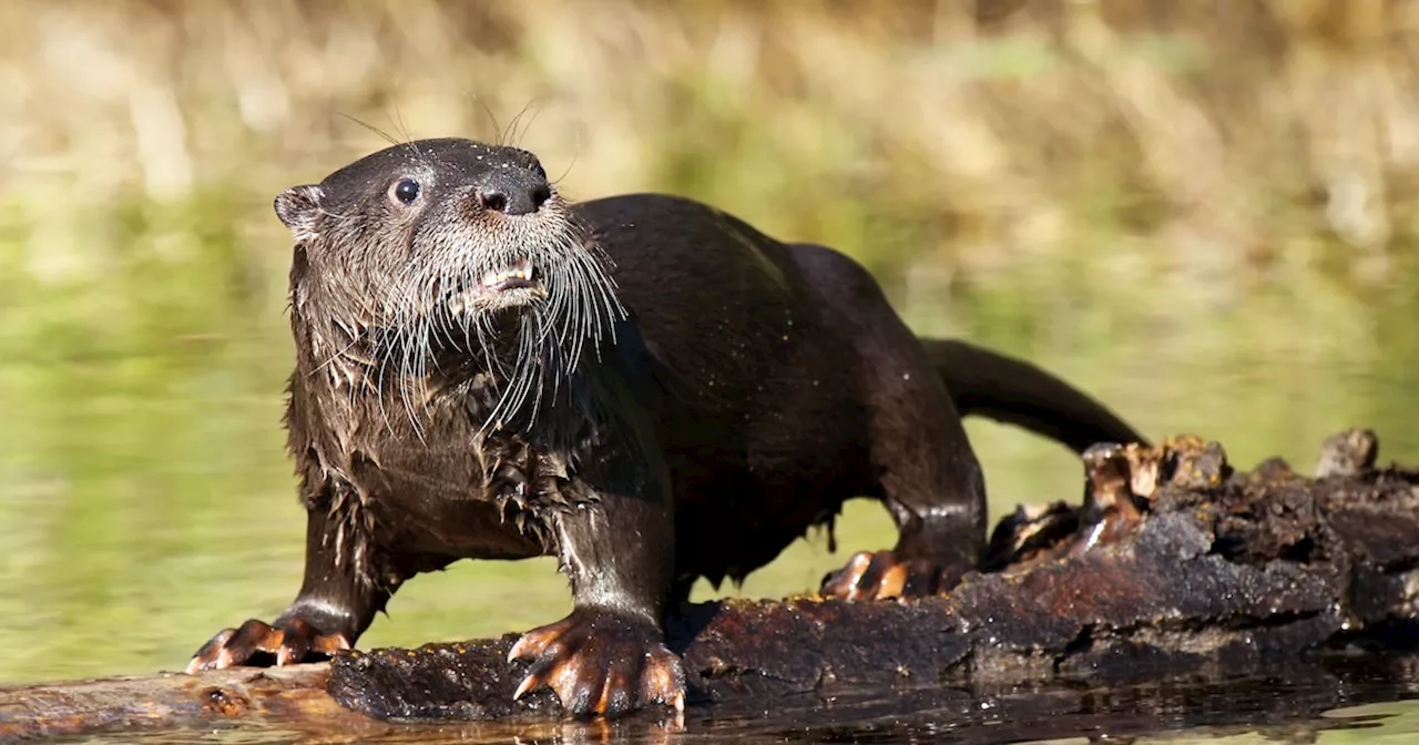 Washington: Aggro-Otter greift Kleinkind an und zieht es unter Wasser