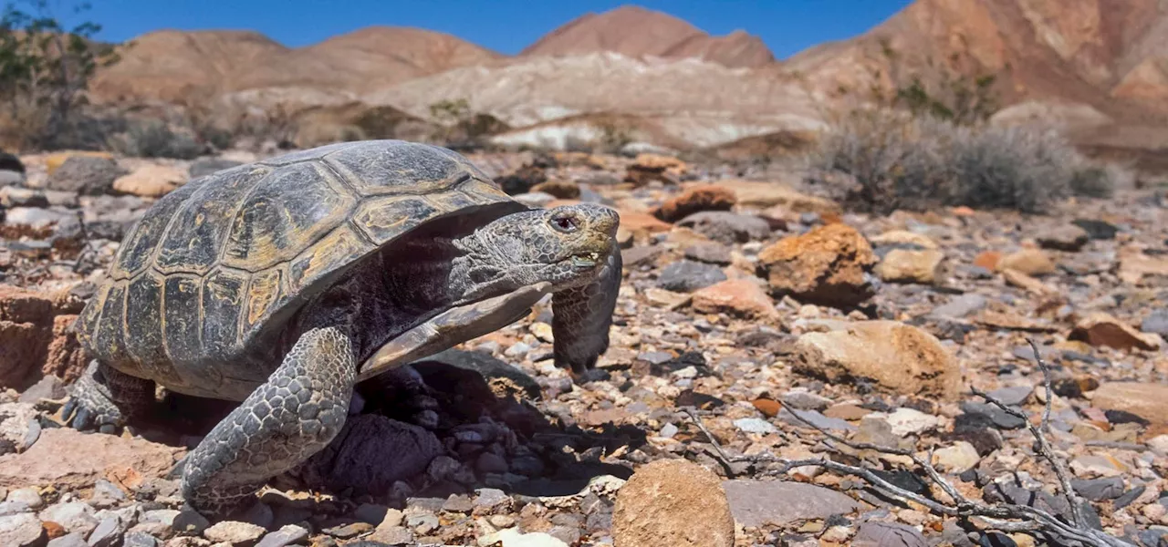 A Biologist Spotlights 3 Animals That Use ‘Reverse-Hibernation’ To Extend Their Lifespan