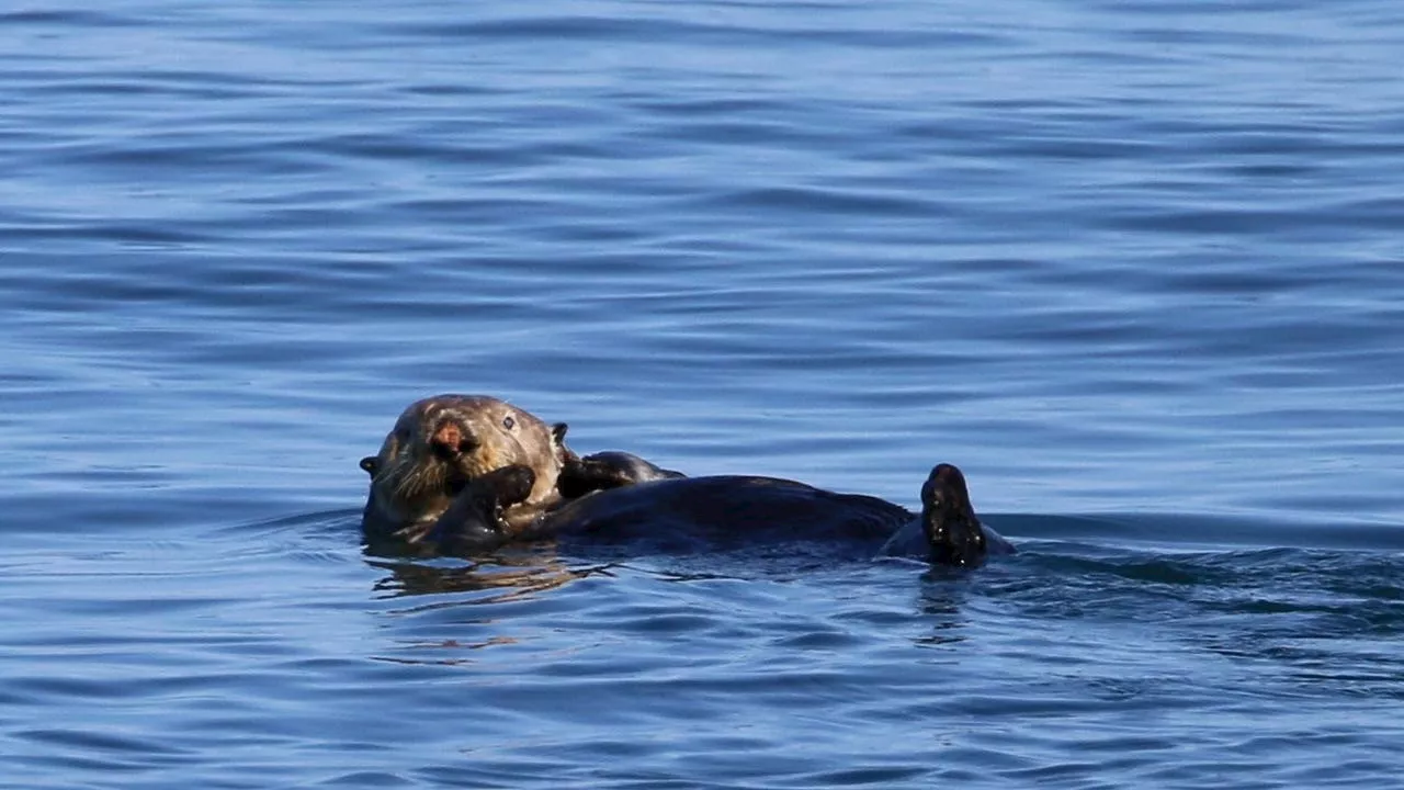 Otter captured, euthanized after attacking child at Bremerton marina