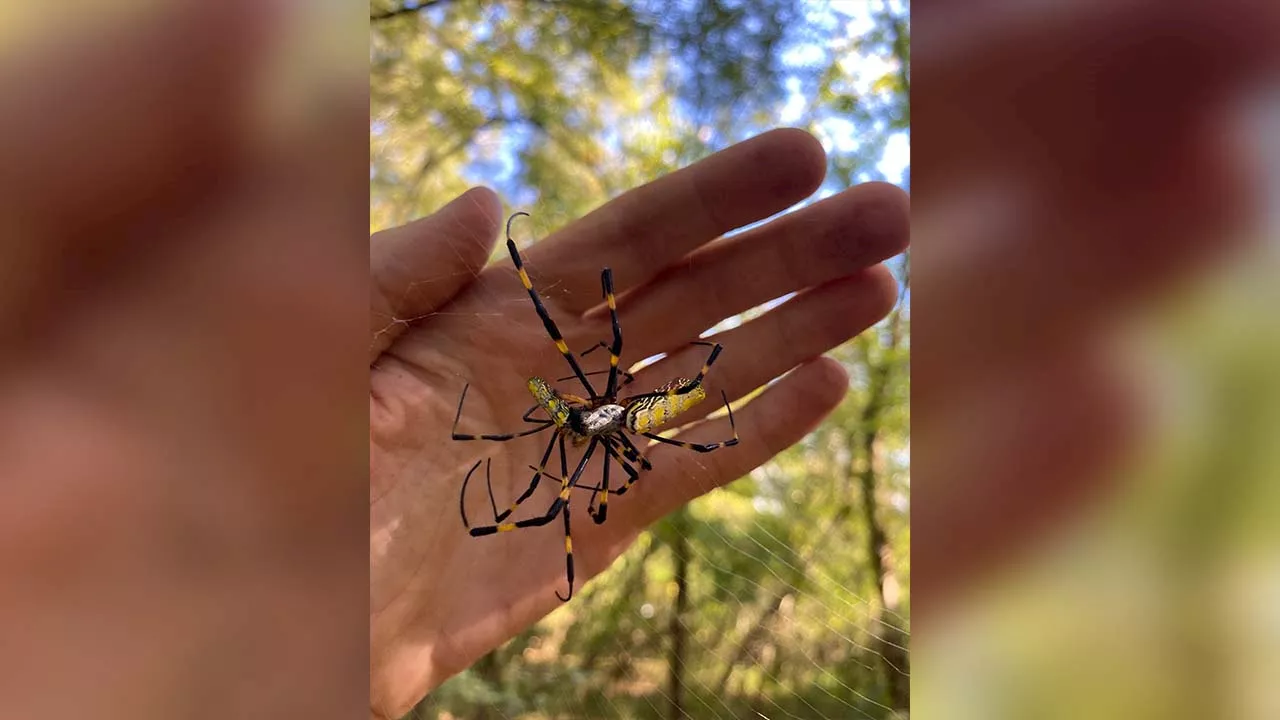 Giant Flying Joro Spiders Spotted Near Nj What To Do If You See One