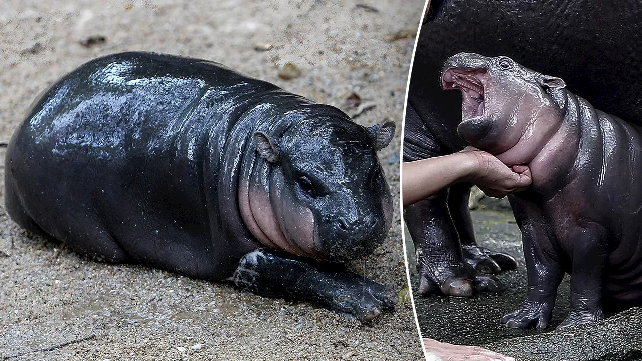 Thai zoo implements time limit to visit viral hippo Moo Deng