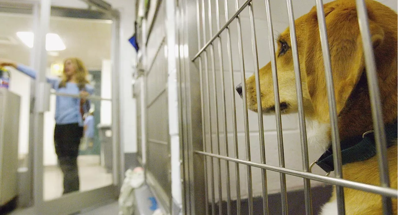 More than 150 animal lovers testify at NYC Council hearing on shelter overcrowding