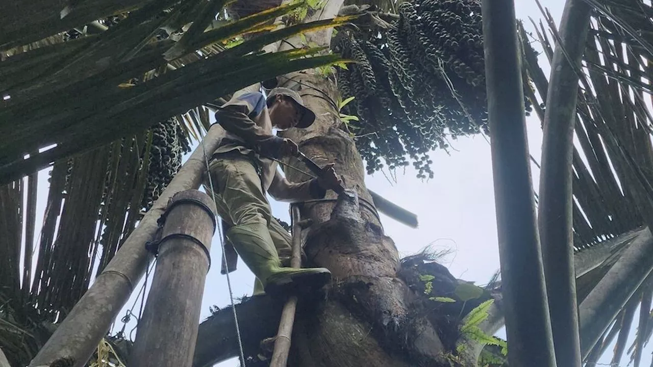 Masyarakat Adat Barambang Katuke Tegas Tolak Pengklaim Hutan Negara