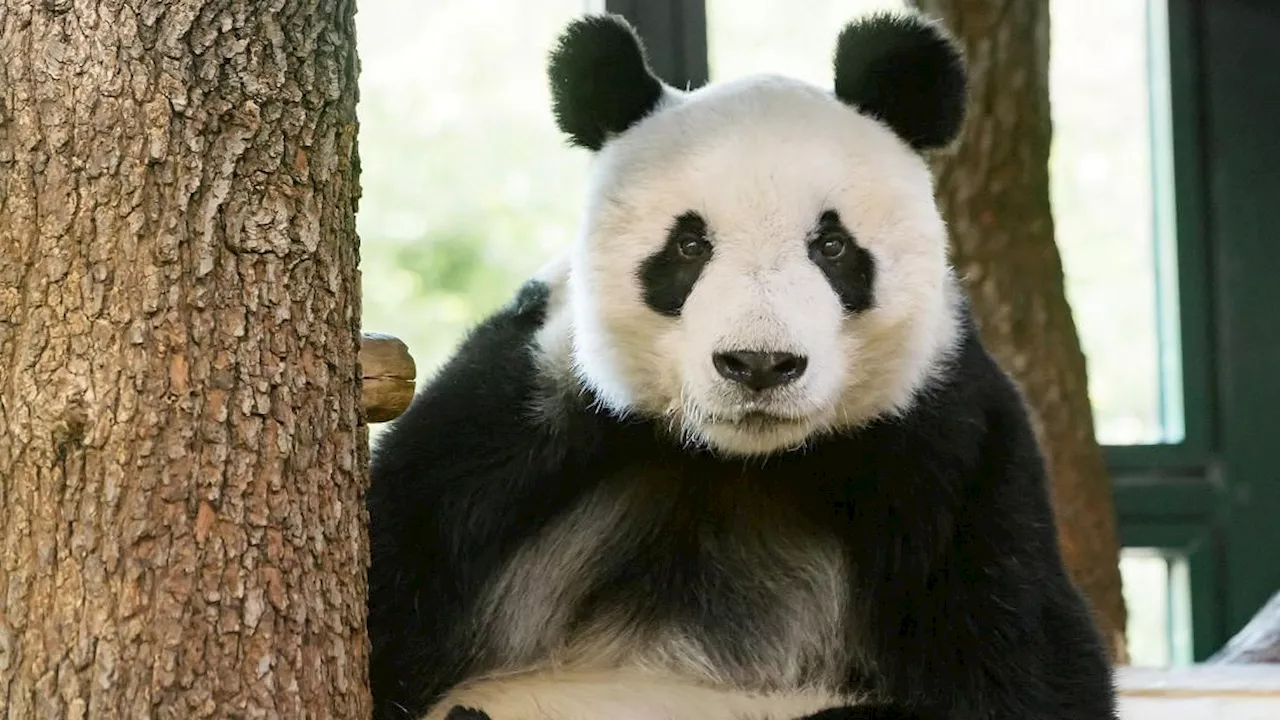 Gibt auch eine frohe Botschaft - Schönbrunn verabschiedet sich von den Großen Pandas