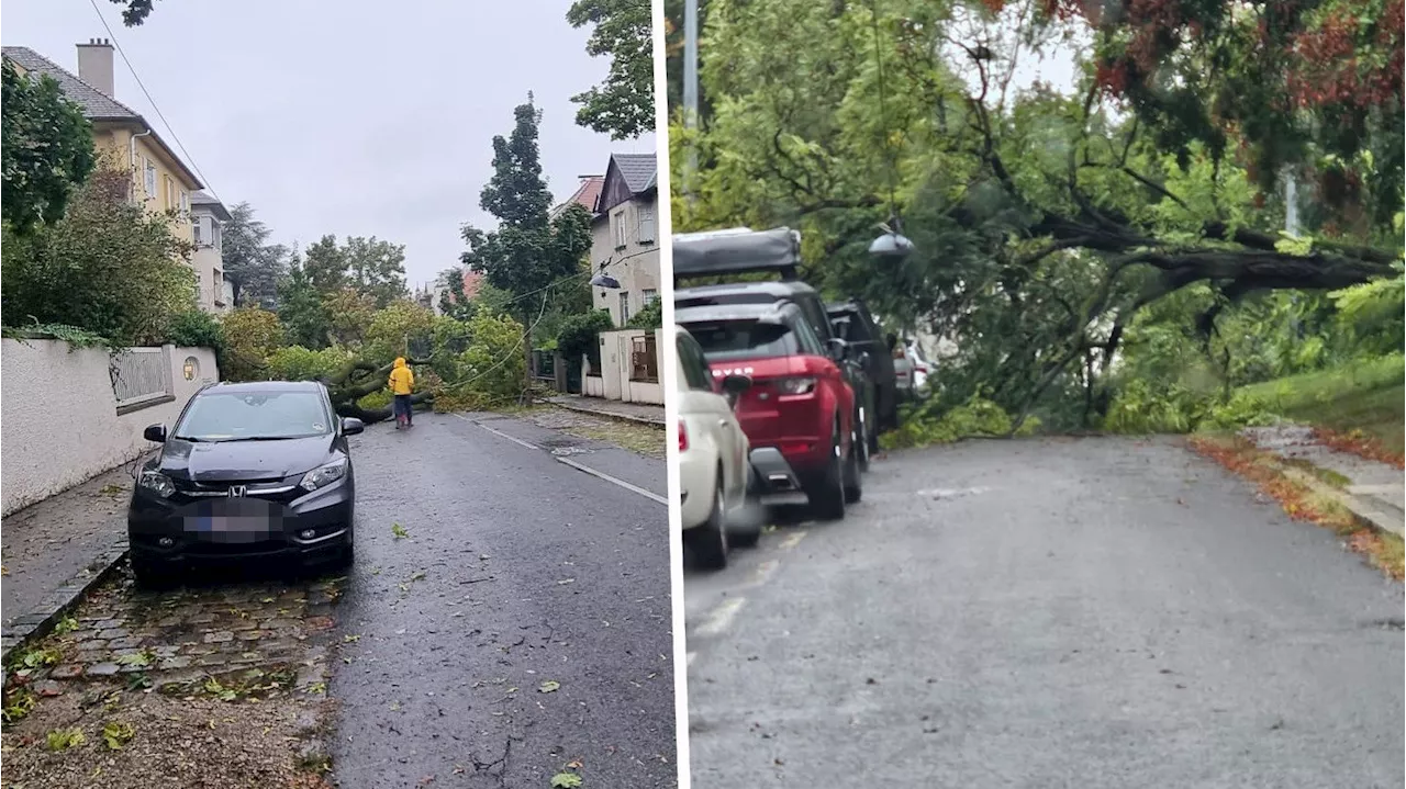 Mega-Sturm in Wien hinterlässt Spur der Verwüstung