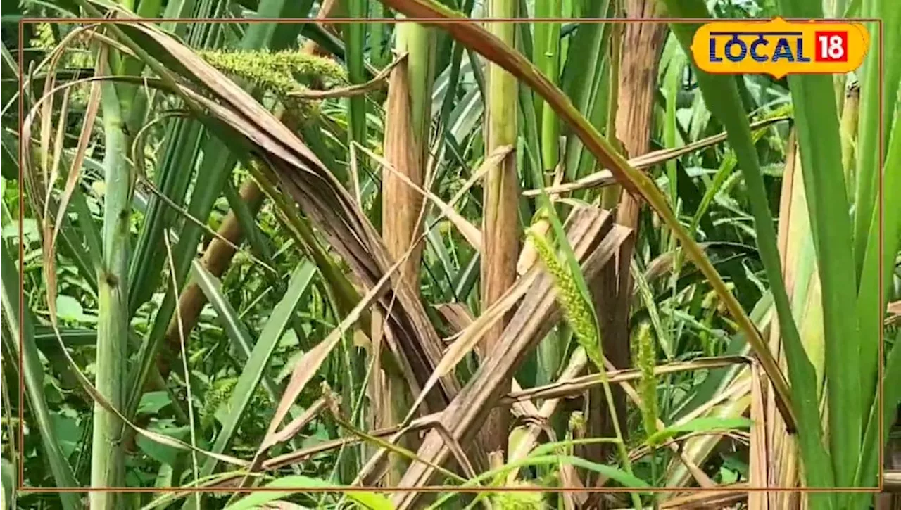 सूखा रोग गन्ने की ग्रोथ को कर देता है प्रभावित, किसान ना करें नजरअंदाज, एक्सपर्ट से जानें उपचार का तरीका