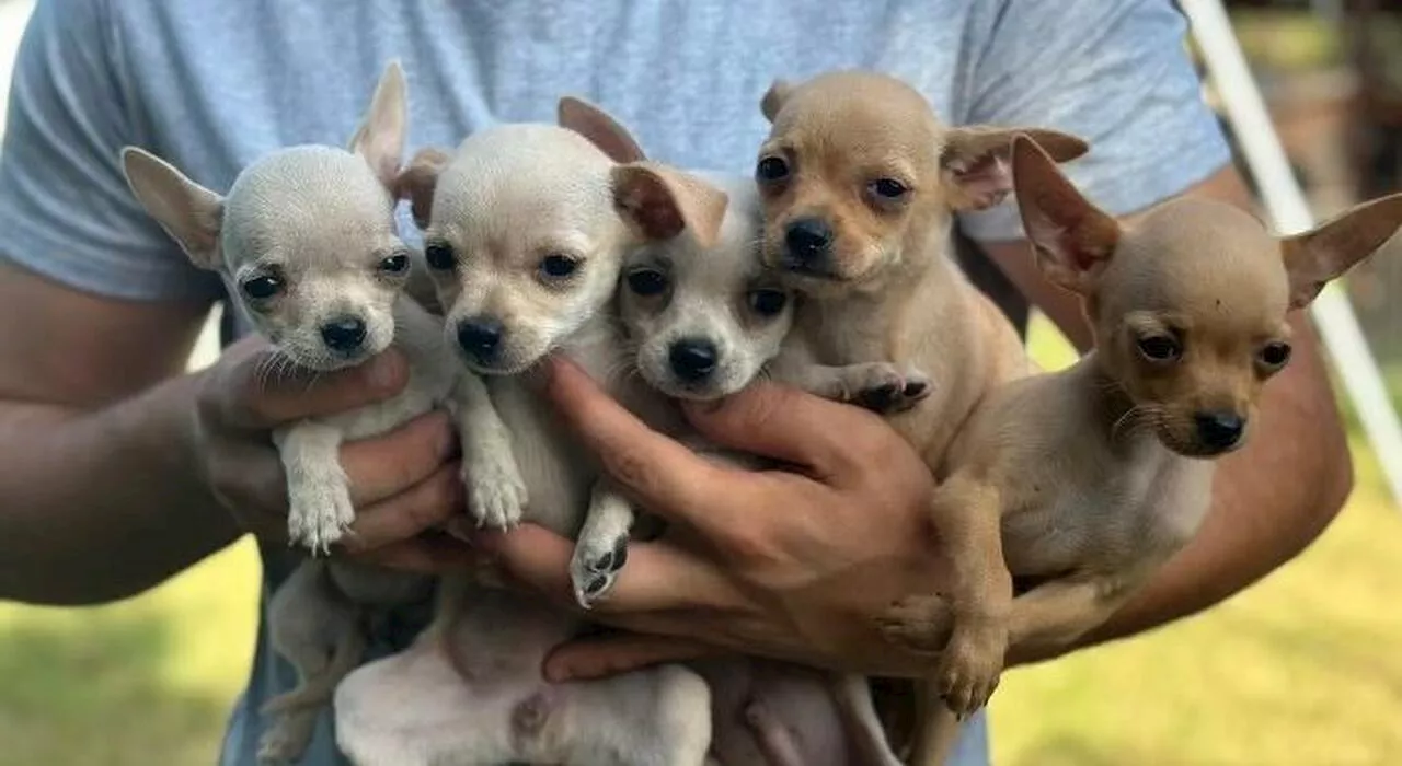 Cani di razza, anzi no: la truffa dei falsi Chihuahua. Indagati coppia di Alatri e un veterinario