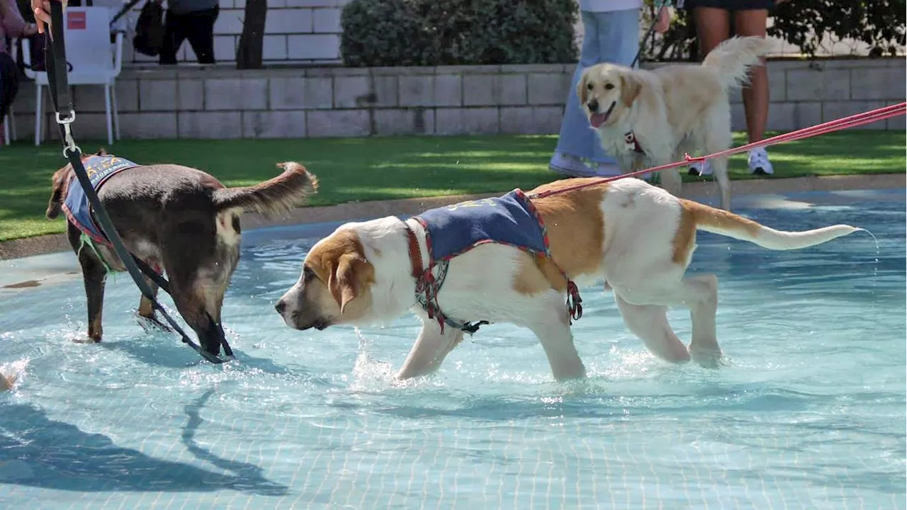 Paracuellos celebra su solidario ‘chapuzón perruno’