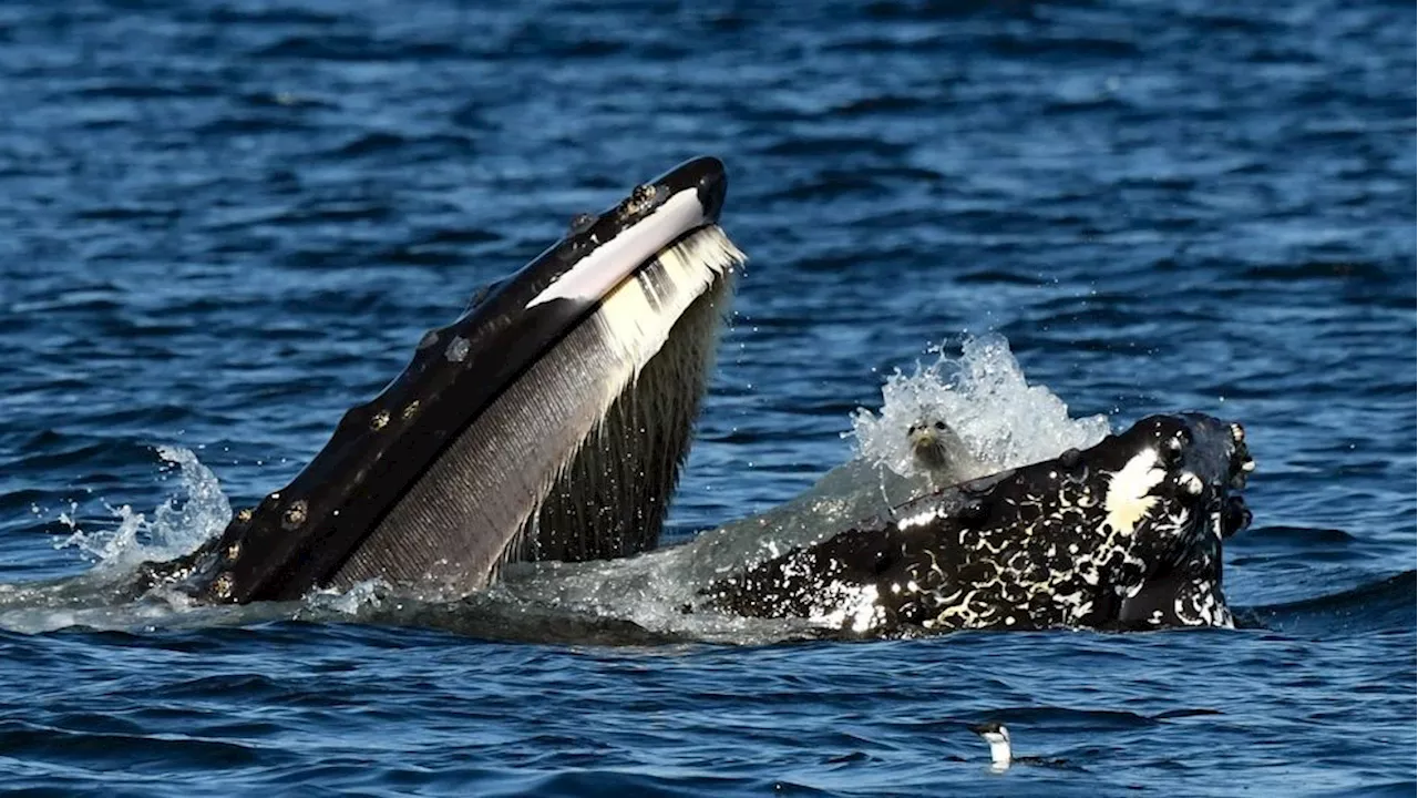 Humpback whale mistakenly scoops up seal while feeding