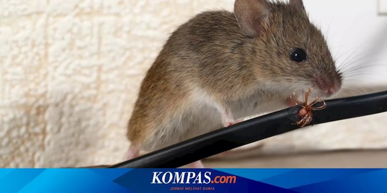 5 Cara Membasmi Tikus Tanpa Racun, Mudah dan Ampuh