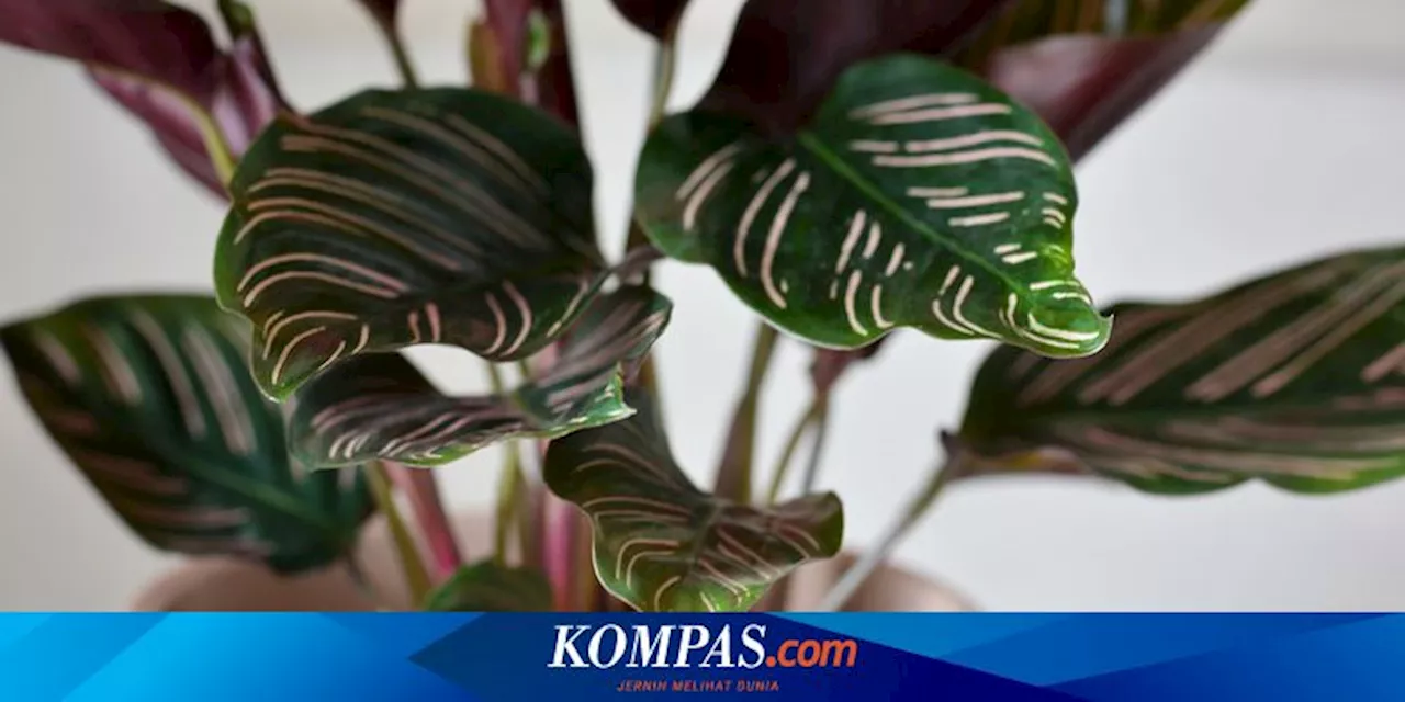 7 Tanaman Hias Daun Berwarna-warni untuk Mencerahkan Ruangan