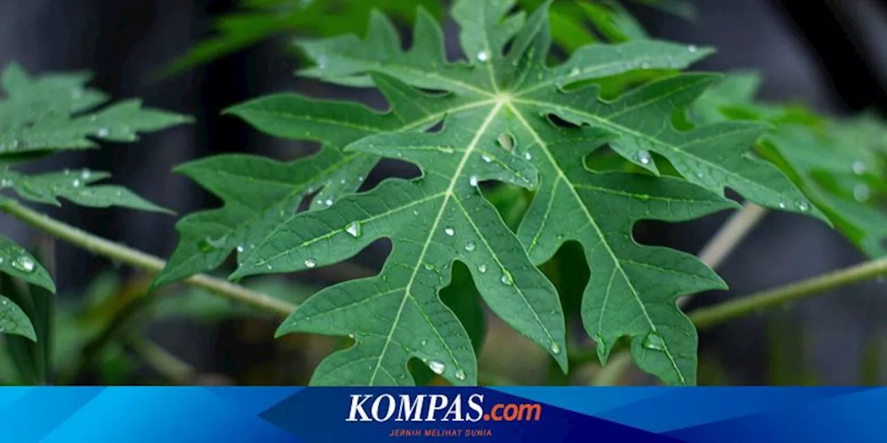 Kelompok Orang yang Sebaiknya Tidak Makan Daun Pepaya, Ini Daftarnya