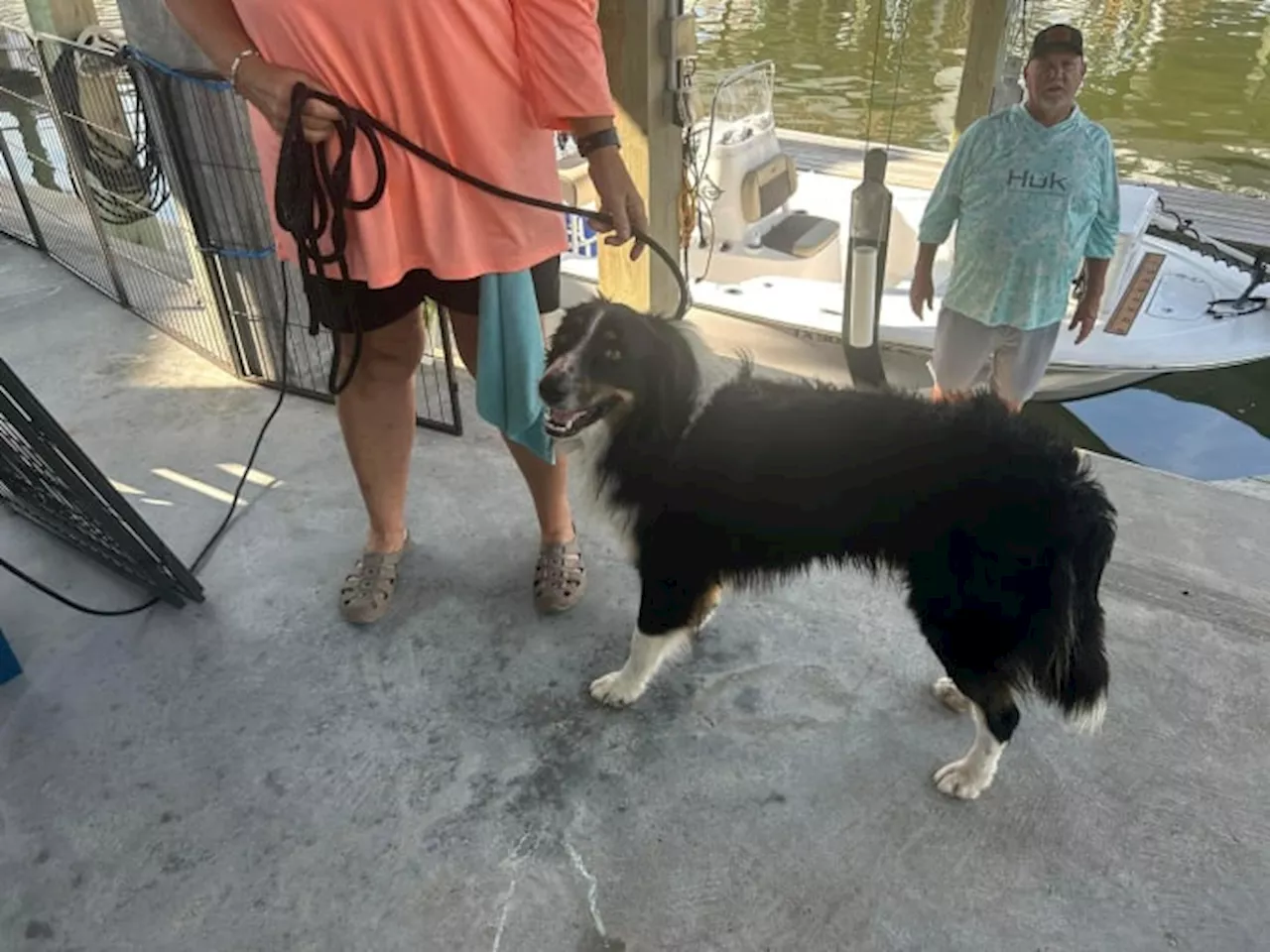 The Legend Of The Port Bolivar Dog Who Was Adopted By Fishermen After Being Found Swimming With Dolphins