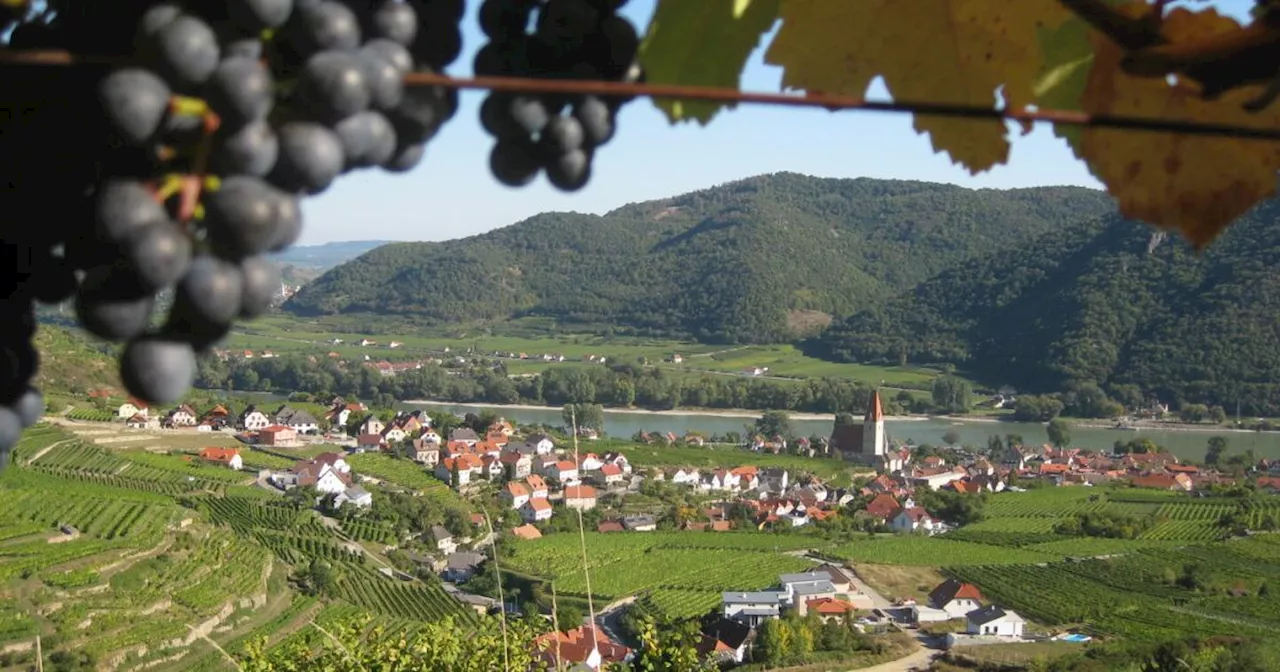 Wandern in der Wachau: 5 Aussichtspunkte zwischen Spitz und Krems