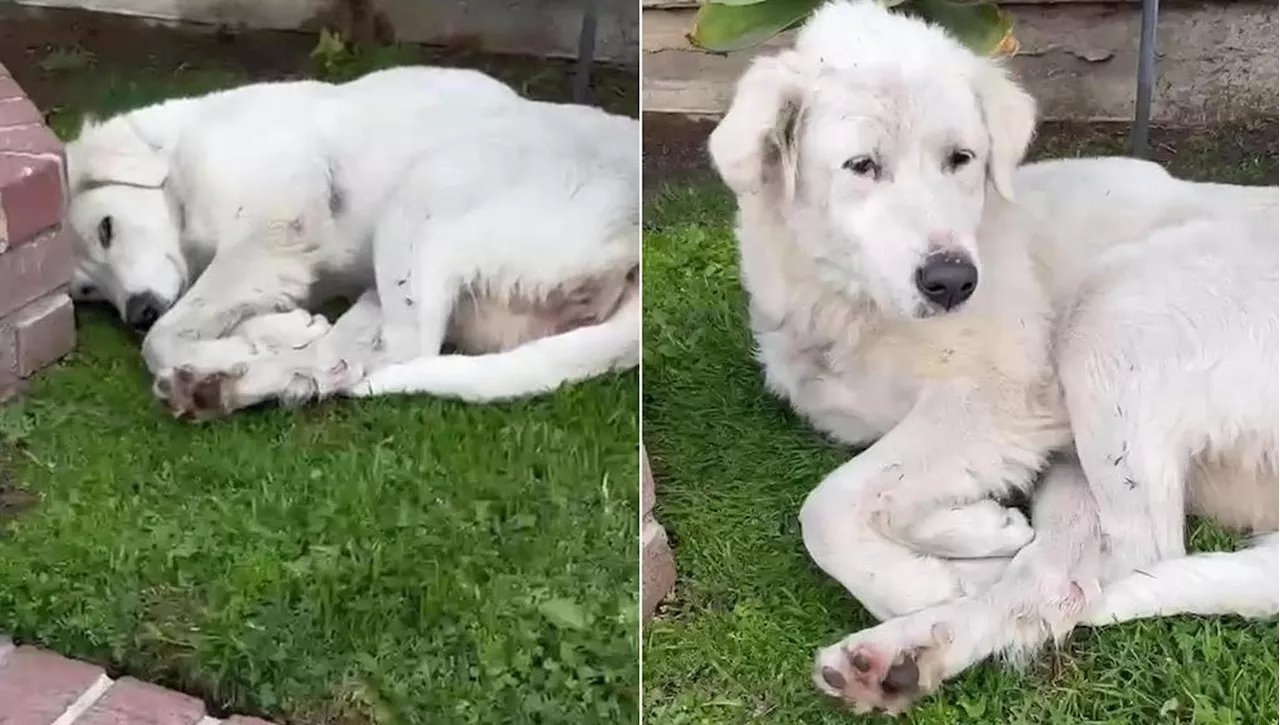 Trova un cane randagio che dorme esausto nel suo cortile, così è cambiata la vita di Coconut