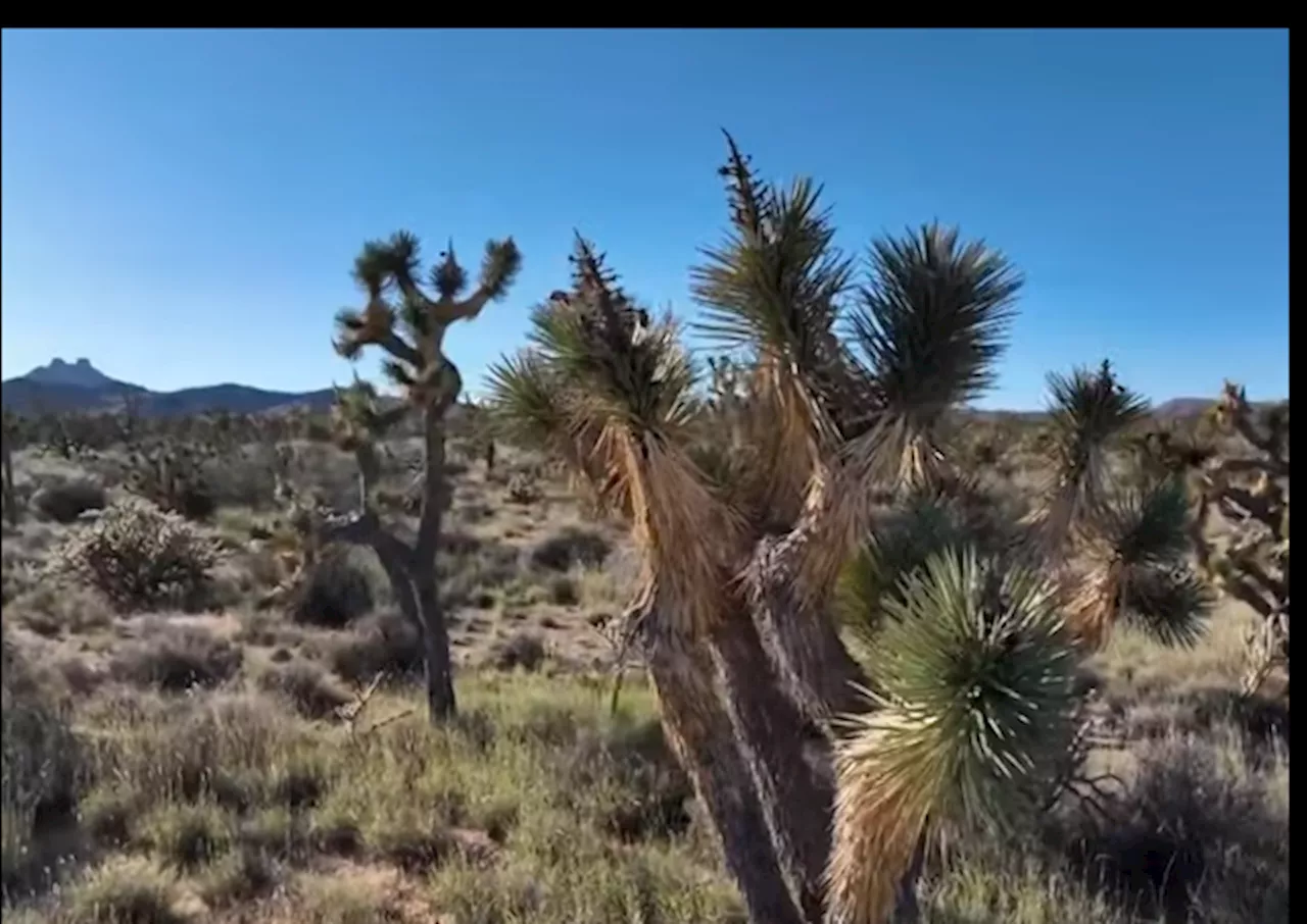 California Crews Begin Mowing Down Region’s Iconic Joshua Trees for Solar Farm