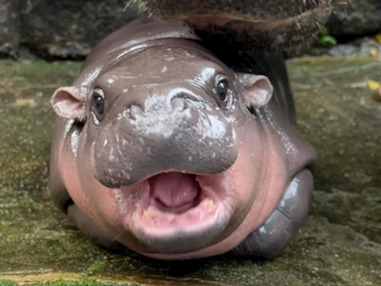 Meet Thailand's latest social media star: introducing Moo Deng, a two-month old pygmy hippo paying the price of fame