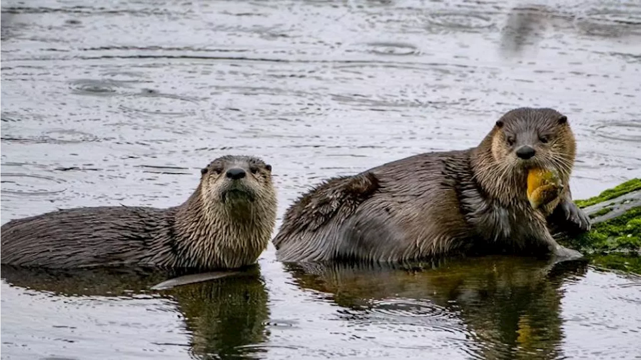 Child dragged underwater in Bremerton aquatic animal attack