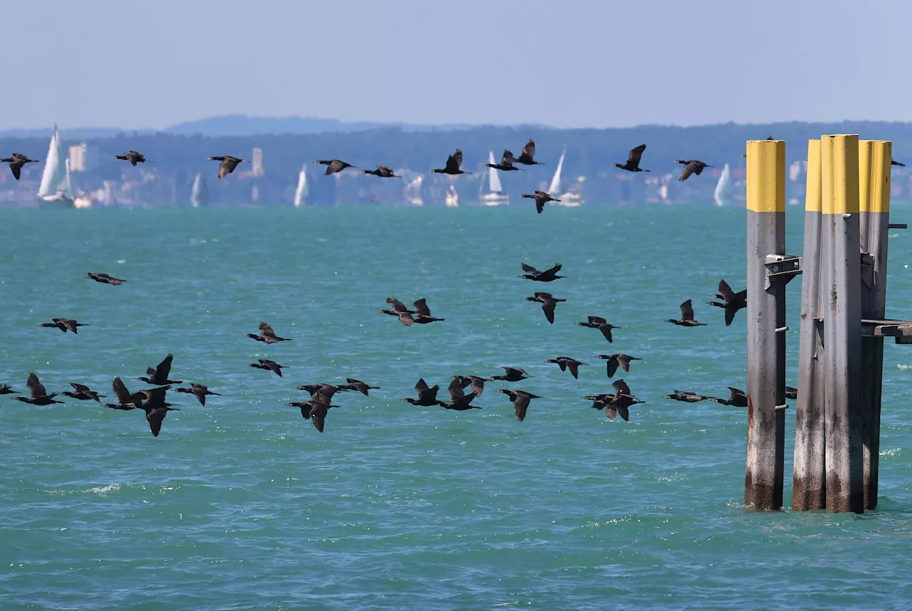 Bayerns Fischer ringen um Lösung beim Fischotter