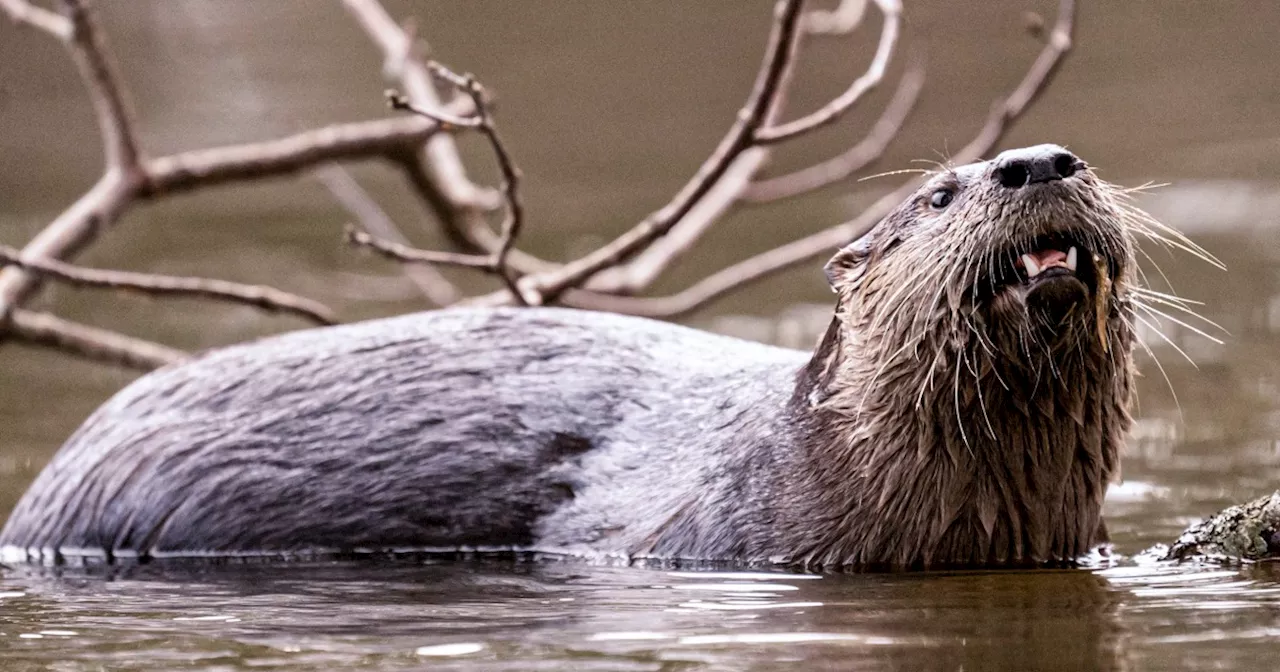 River otter captured after attacking and dragging child underwater at Washington marina