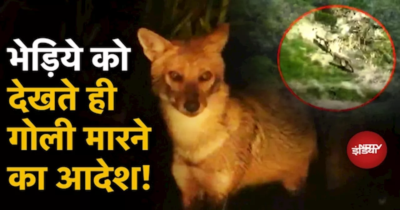 Bahraich Wolf Attack: UP के Bahraich में आदमखोर भेड़िये का आतंक, देखते ही गोली मारने का आदेश!