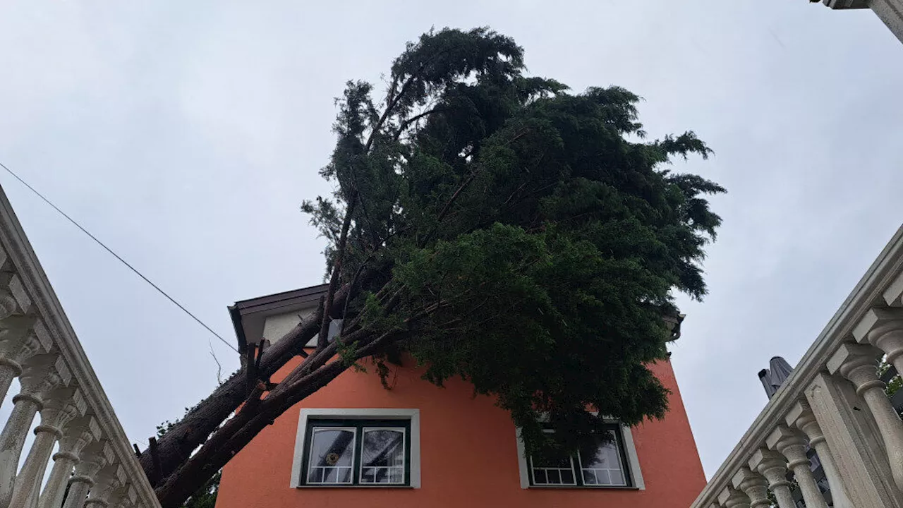 Baum krachte auf Haus: Wolkersdorfer Wehr beseitigte Sturmschäden