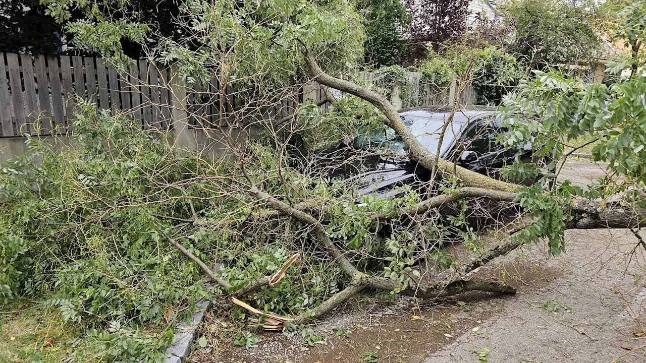 Sturm: Freiwillige Feuerwehr Wiener Neustadt im Dauer-Einsatz