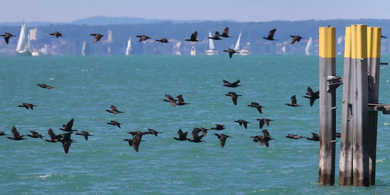 Bayerns Fischer ringen um L&ouml;sung beim Fischotter