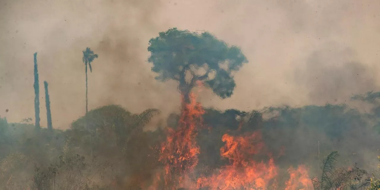 WWF: Br&auml;nde in Brasilien vernichten unber&uuml;hrten Regenwald