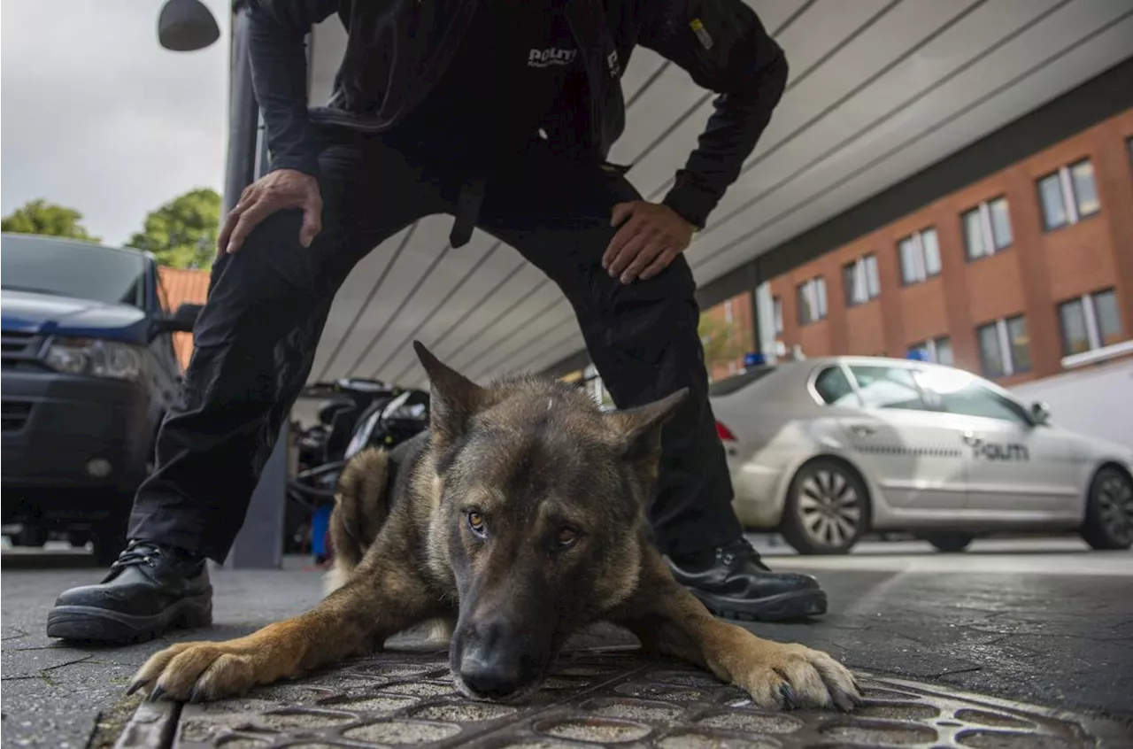 Dårlig stemning, spark i hovedet og hundepatruljer til landsbyfest: - Det er vi ikke vant til her