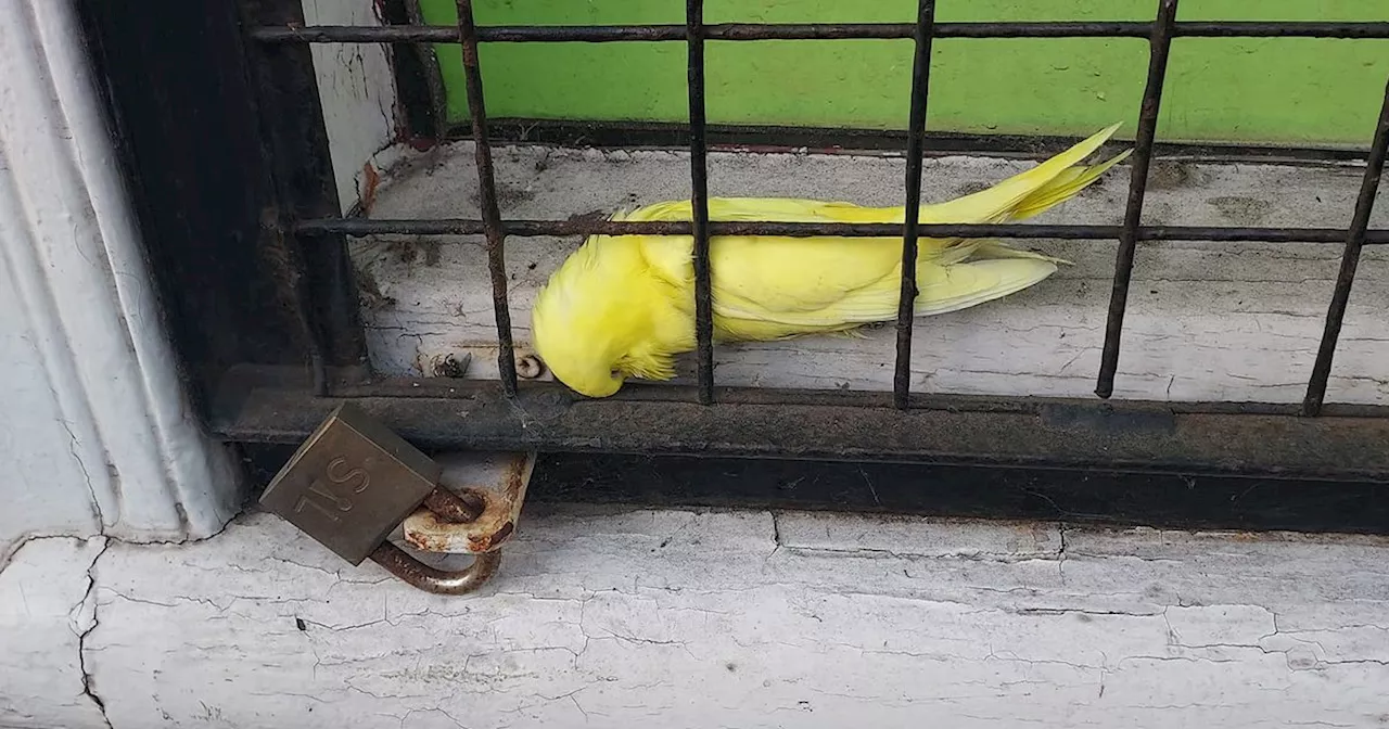 Bird shop boss claims dead canary in window was left by 'haters'