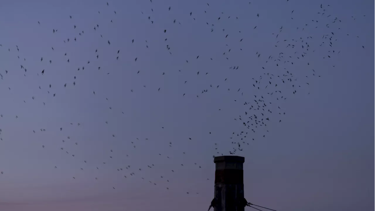 In Portland, thousands gather to marvel at migrating birds’ nighttime routine