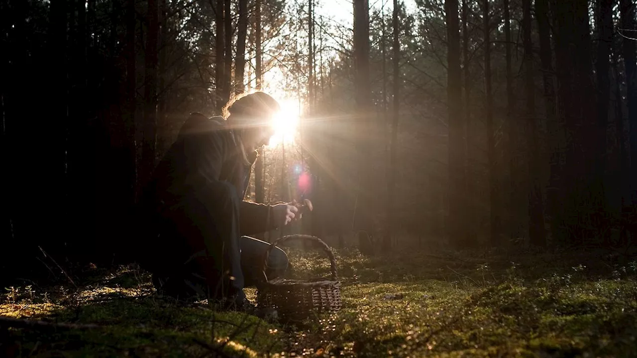 Sammeln im Herbst: Radioaktives Cäsium-137: Wie belastet sind Pilze im Wald?