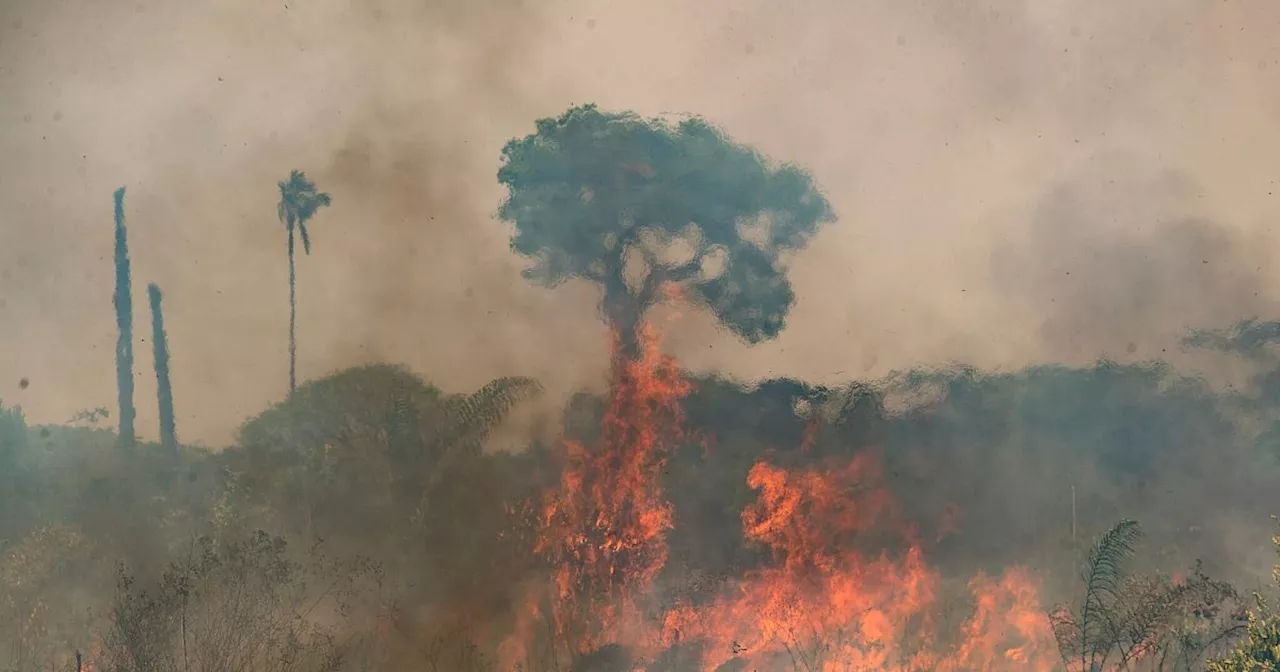 WWF: Brände in Brasilien vernichten unberührten Regenwald