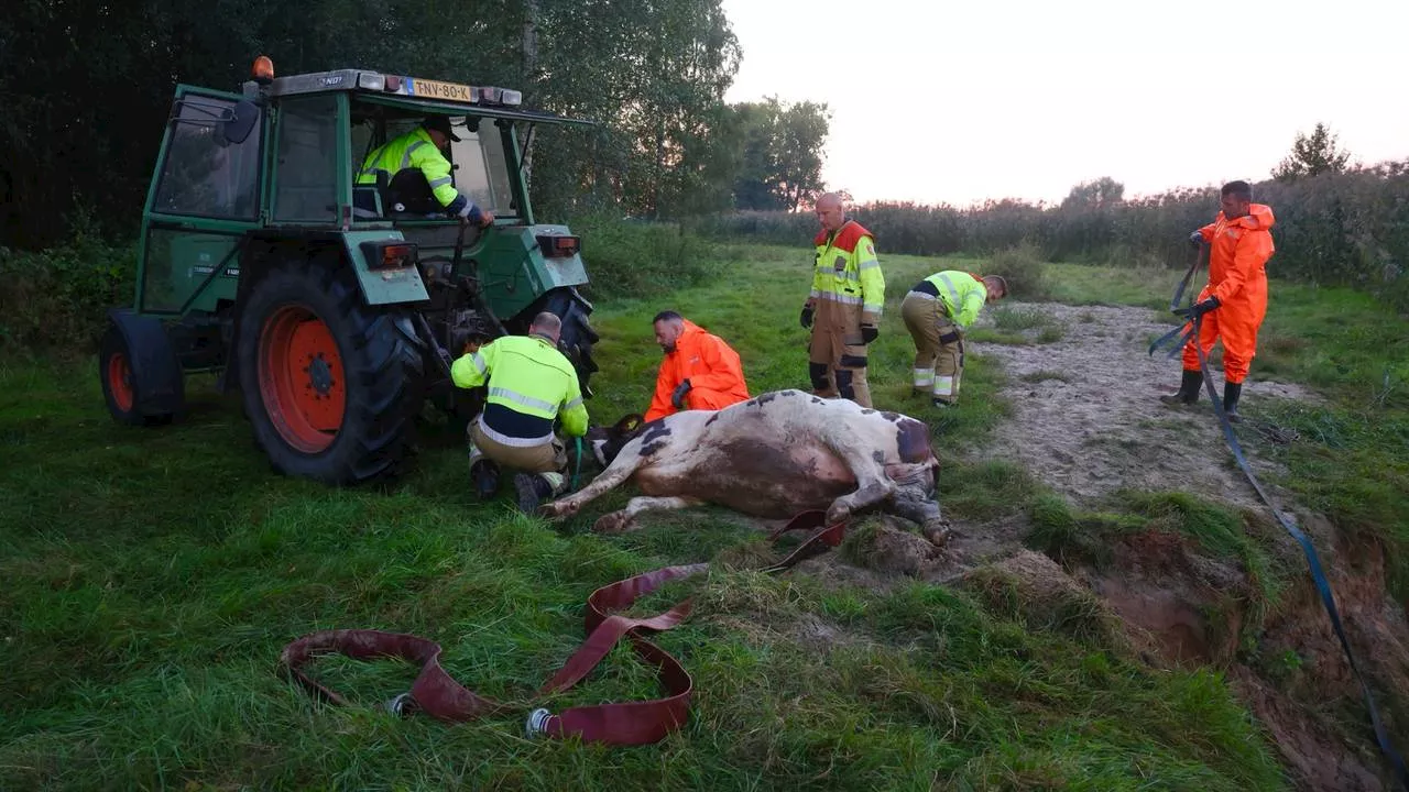 112-nieuws: koe is weer uit het water • brand op plezierjacht