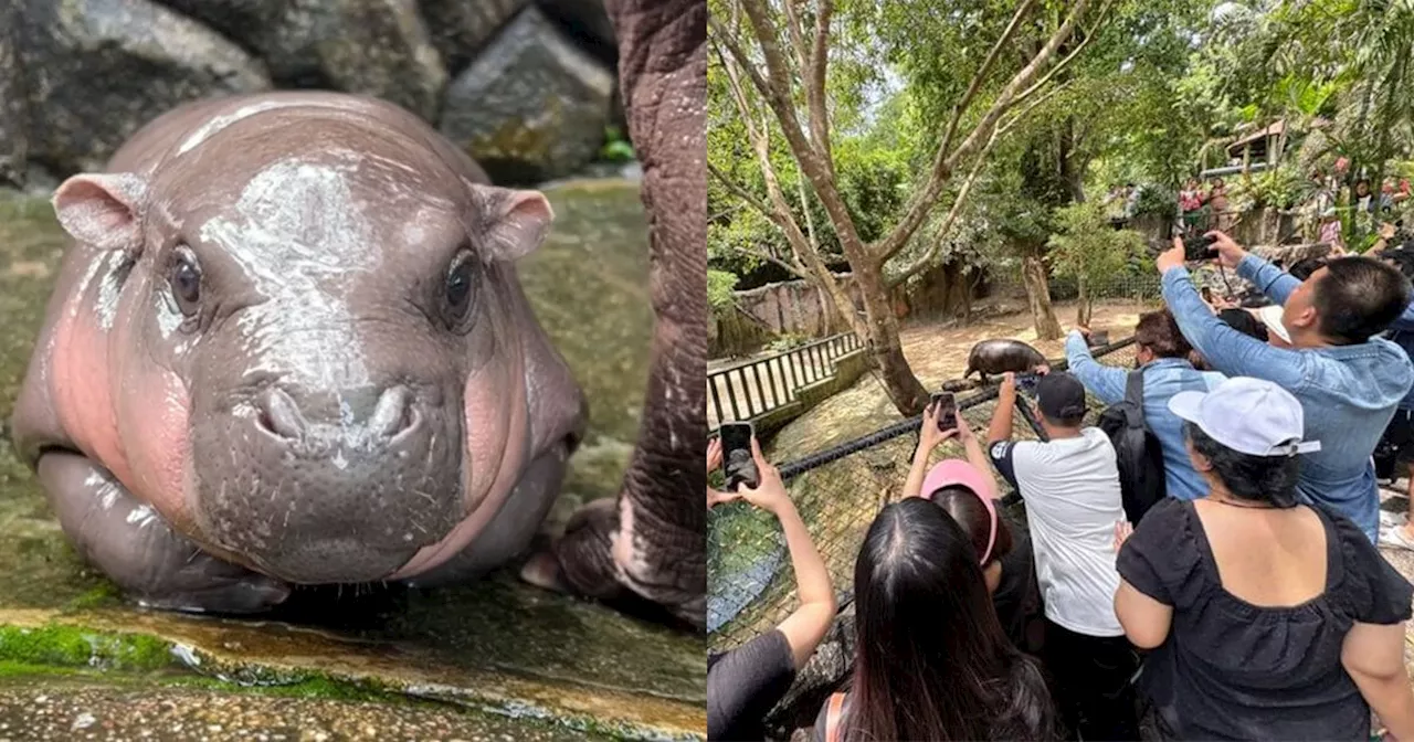 Moo Deng, el adorable hipopótamo bebé que se volvió viral en TikTok