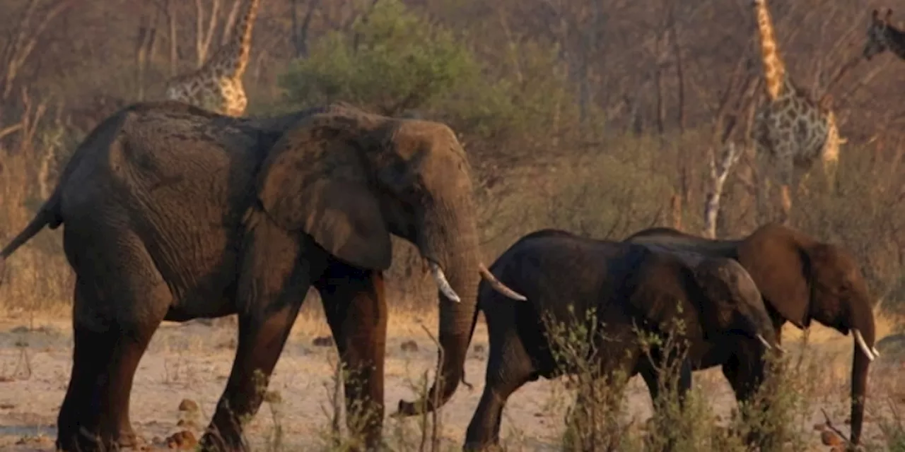 Zimbabwe Bakal Musnahkan Ratusan Ekor Gajah Akibat Krisis Pangan