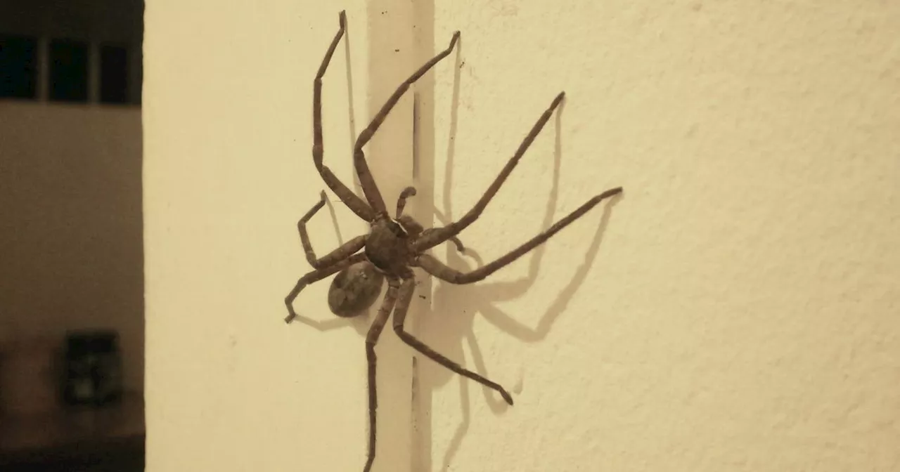 Green Paint Might Be Inviting More Spiders Into Your Home