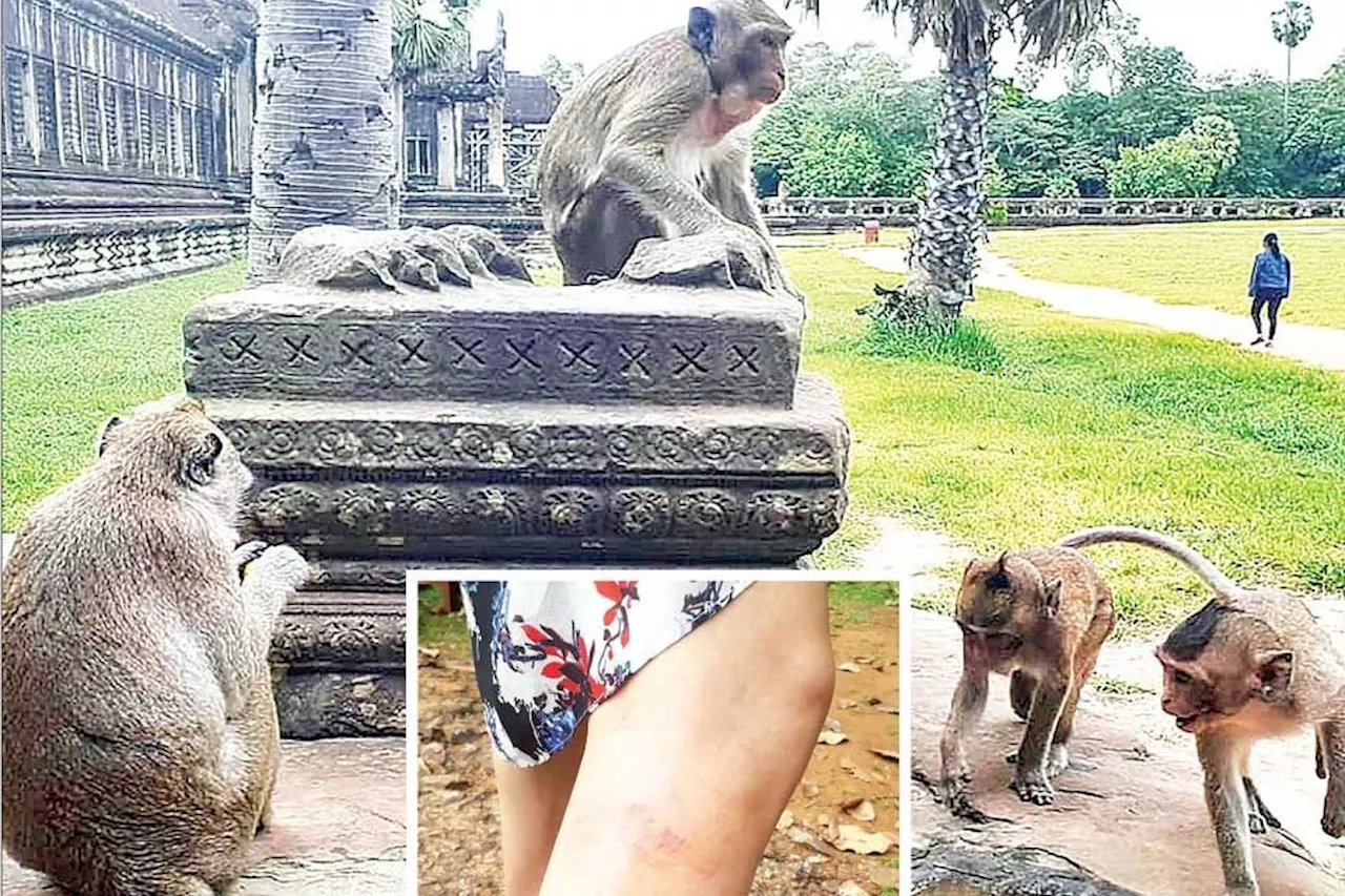 Concerns raised over relocation of 'aggressive' Angkor Wat monkeys