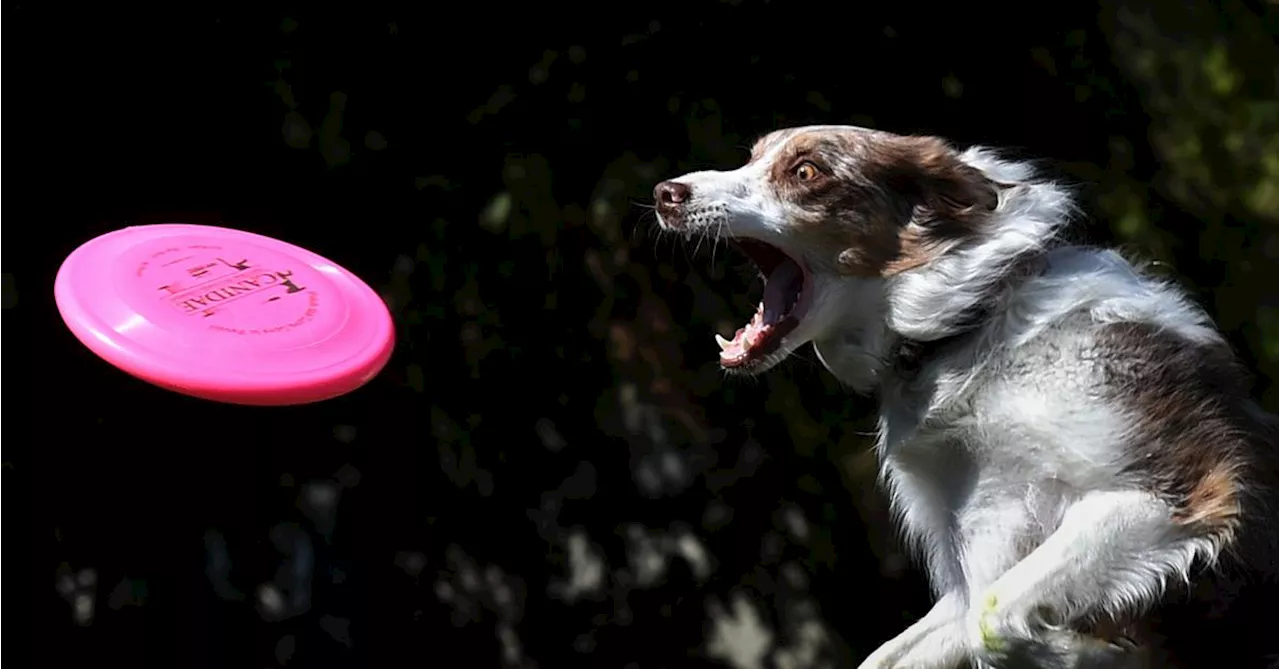 Quelles sont les communes les plus respectueuses des animaux en province de Namur ?