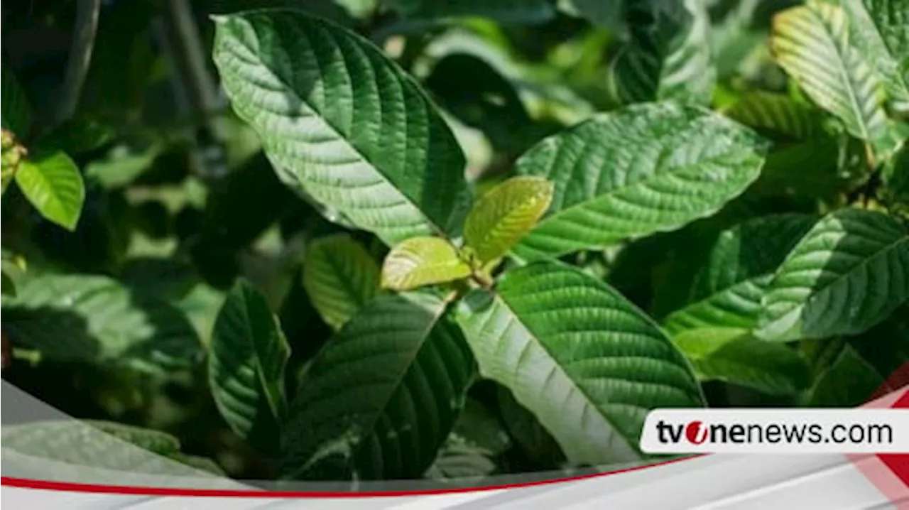 Permintaan Kratom Meningkat Meski Kontroversi, Menkop UKM Dorong Kalimantan untuk Hilirisasi: Punya Potensi Sebesar Sawit?